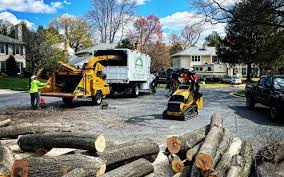 Best Tree Maintenance Programs  in Harrison, WI