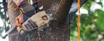  Harrison, WI Tree Removal Pros