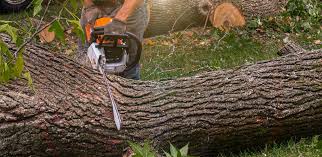 Best Utility Line Clearance  in Harrison, WI
