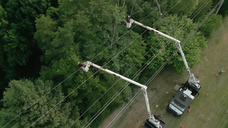 Reliable Harrison, WI Tree Removal Solutions