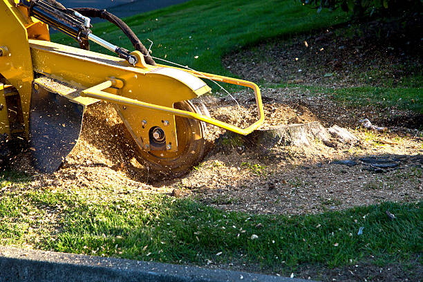 How Our Tree Care Process Works  in  Harrison, WI
