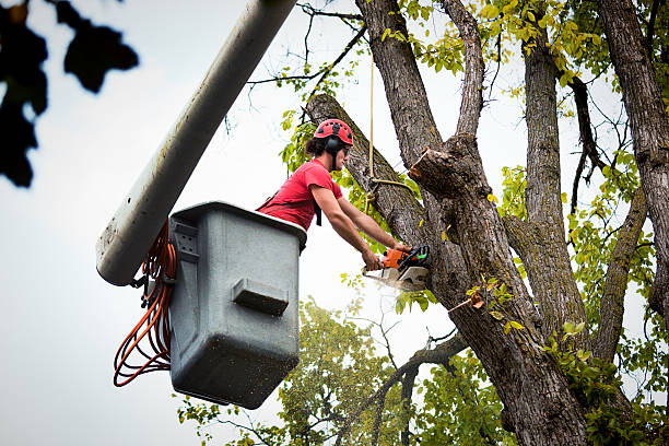 Best Storm Damage Tree Cleanup  in Harrison, WI