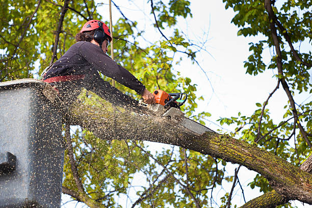 Best Firewood Processing and Delivery  in Harrison, WI