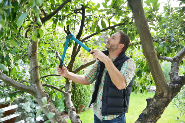 Best Root Management and Removal  in Harrison, WI